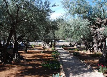 The Garden of Gethsemane, Jerusalem The Garden of Gethsemane, Jerusalem