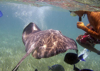 Hol Chan Marine Reserve