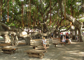 Banyan Tree Park 