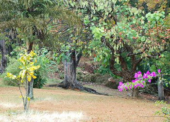 Botanical Gardens  Botanical Gardens